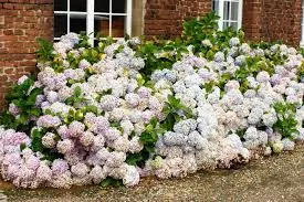 Hydrangeas