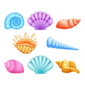 seashell